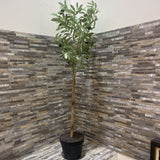 Faux Olive Tree in Planter ACCESSORIES 11Wx43H